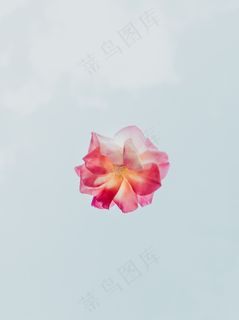 粉色花朵手机背景图片