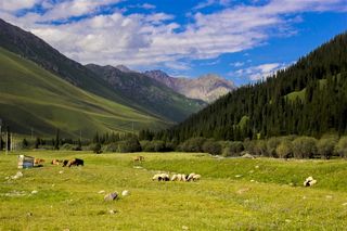 新疆班禅沟风景图