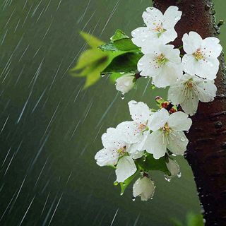 春天雨天白色花朵，雨水谷雨摄影图