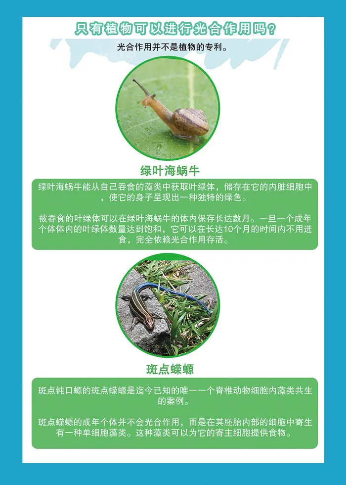 植物的光合作用科普知识海报