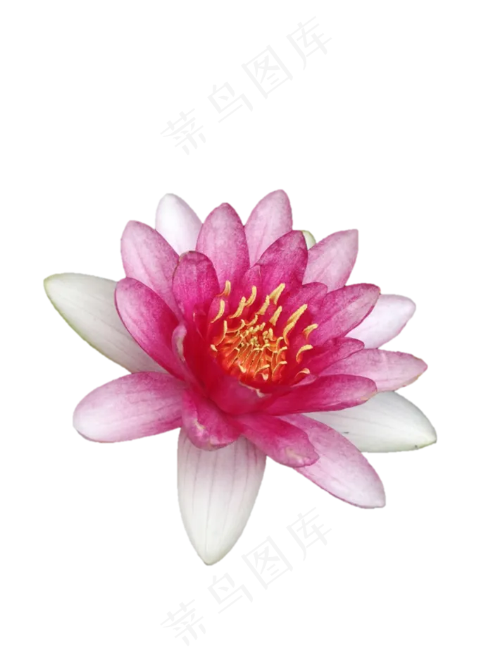 夏天红色睡莲