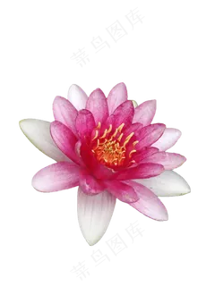 夏天红色睡莲 夏天红色睡莲