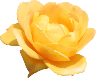 鲜花玫瑰免扣素材