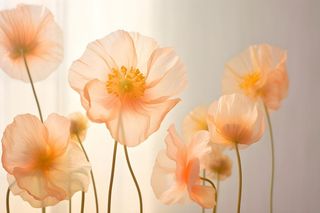 鲜花粉色唯美意境摄影