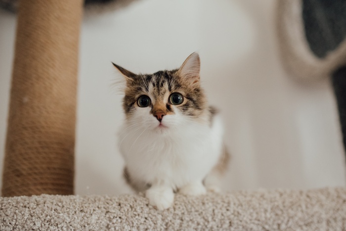 可爱猫咪猫猫摄影素材