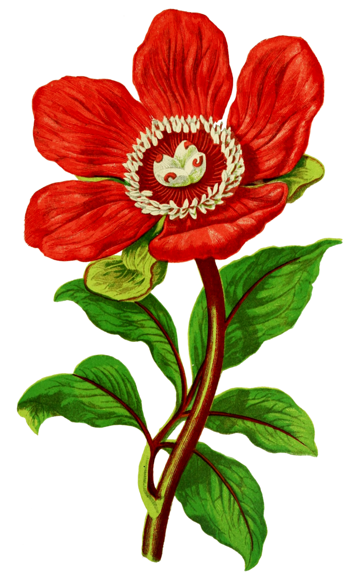 复古手绘植物花卉插画 免抠