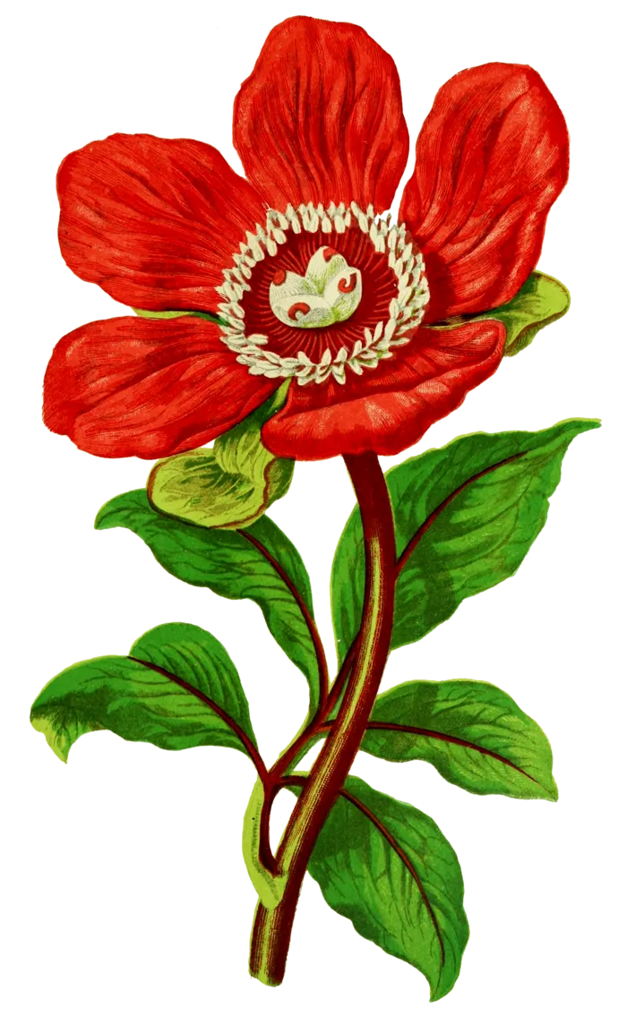 复古手绘植物花卉插画 免抠