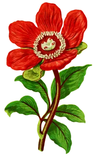 复古手绘植物花卉插画 免抠