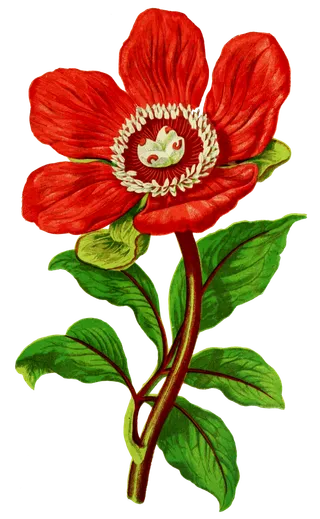 复古手绘植物花卉插画 免抠