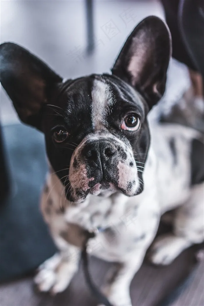 憨萌的斗牛犬狗狗素材图片