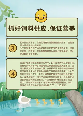 夏季肉鸭饲养管理技术