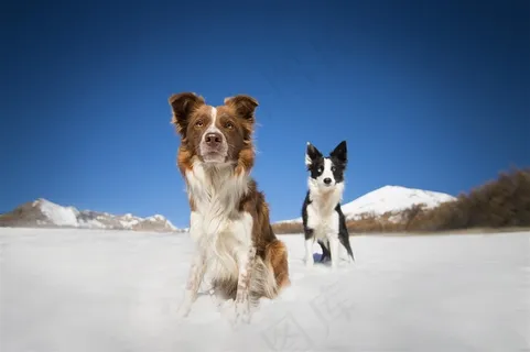 雪山上狗狗高清摄影图片