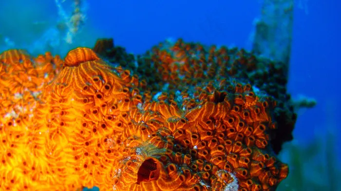 海洋海底珊瑚海水鱼群高清背景