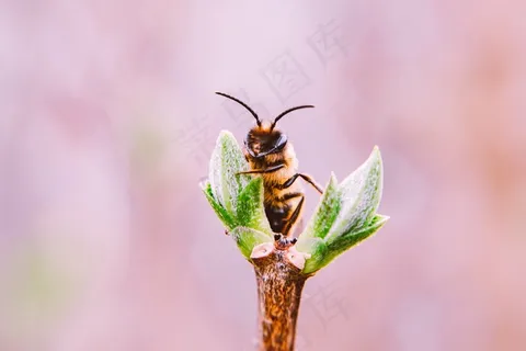 嫩芽上的蜜蜂图片 嫩芽上的蜜蜂图片