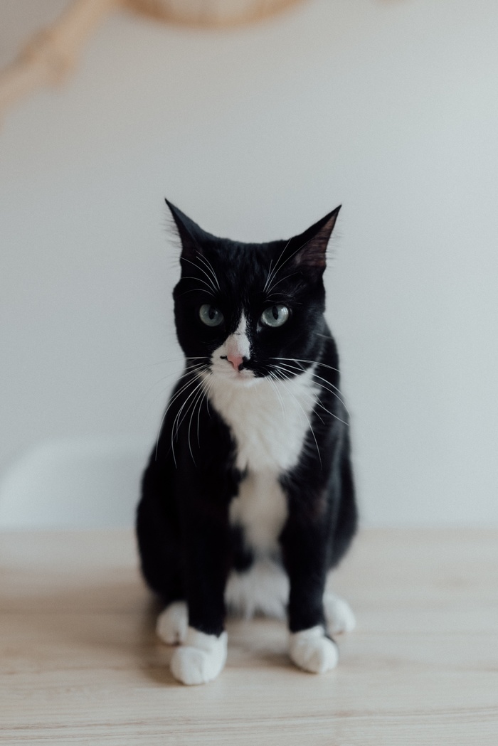 可爱猫咪猫猫摄影素材