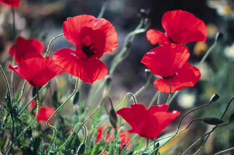 野花野草图片下载