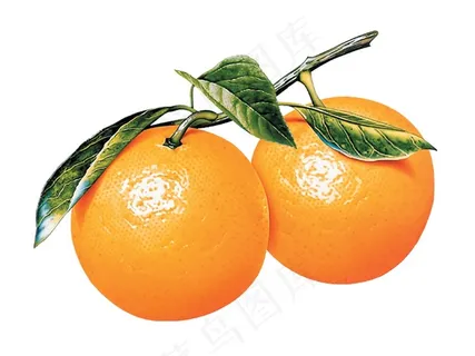 带把带树叶的新鲜橘子