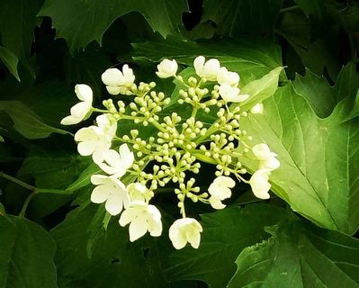 绿叶衬托的白色小花