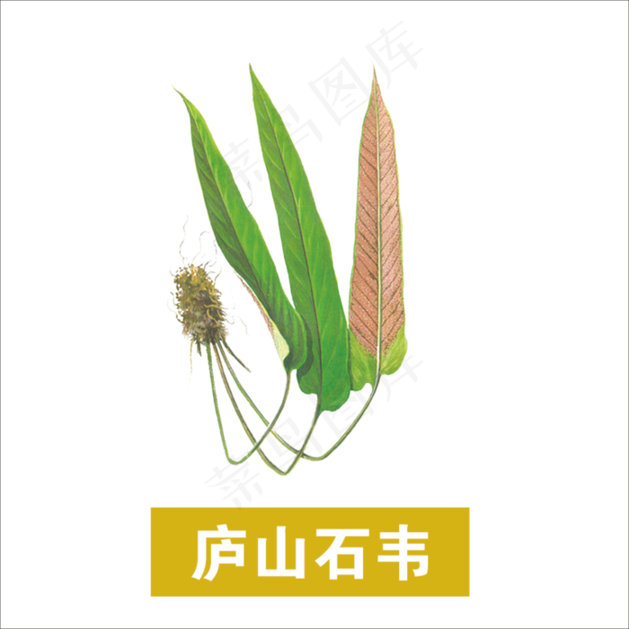 手绘草本中药药材庐山石韦