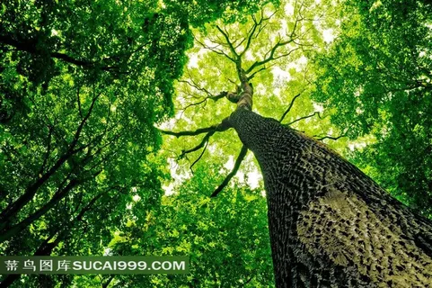 春夏参天大树仰视角度摄影高清图片 春夏参天大树仰视角度摄影高清图片