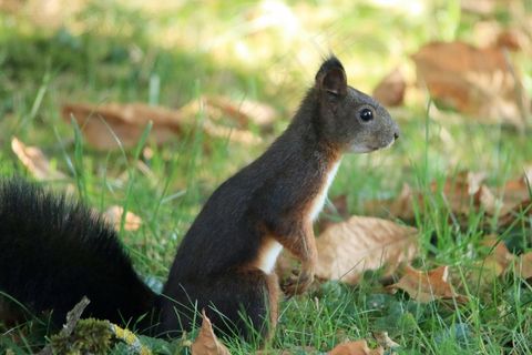 秋季可爱小松鼠图片