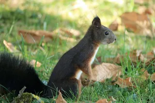 秋季可爱小松鼠图片