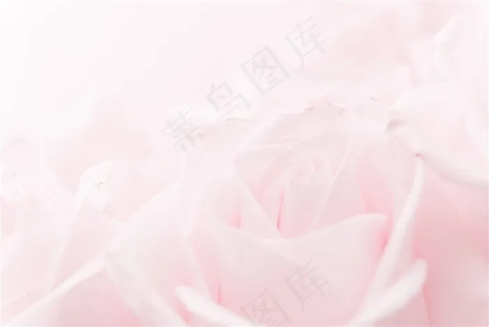 淡粉色玫瑰花背景高清图片