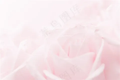 淡粉色玫瑰花背景高清图片 淡粉色玫瑰花背景高清图片