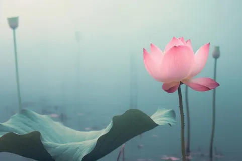 中国风雾面荷花粉色大气背景