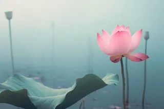 中国风雾面荷花粉色大气背景