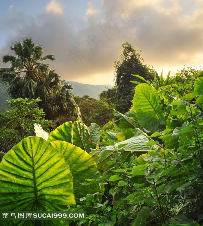 丛林系列 - 美丽茂盛的丛林
