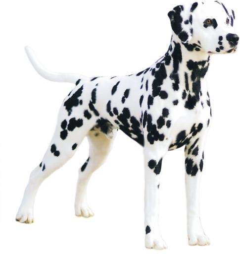 达尔马提亚 PNG 狗图像免抠