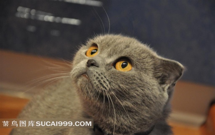 一只仰头的灰色小猫