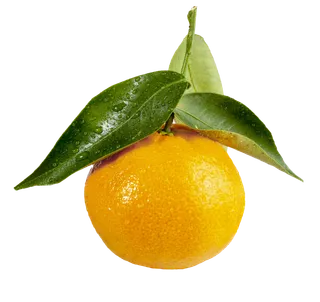 橘子 (4)水果超市商品白底图免抠实物摄影png格式图片透明底