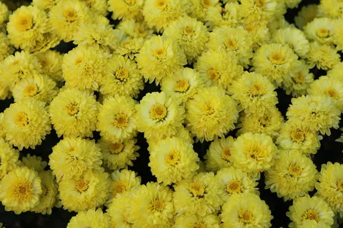 黄色小菊花图片 黄色小菊花图片