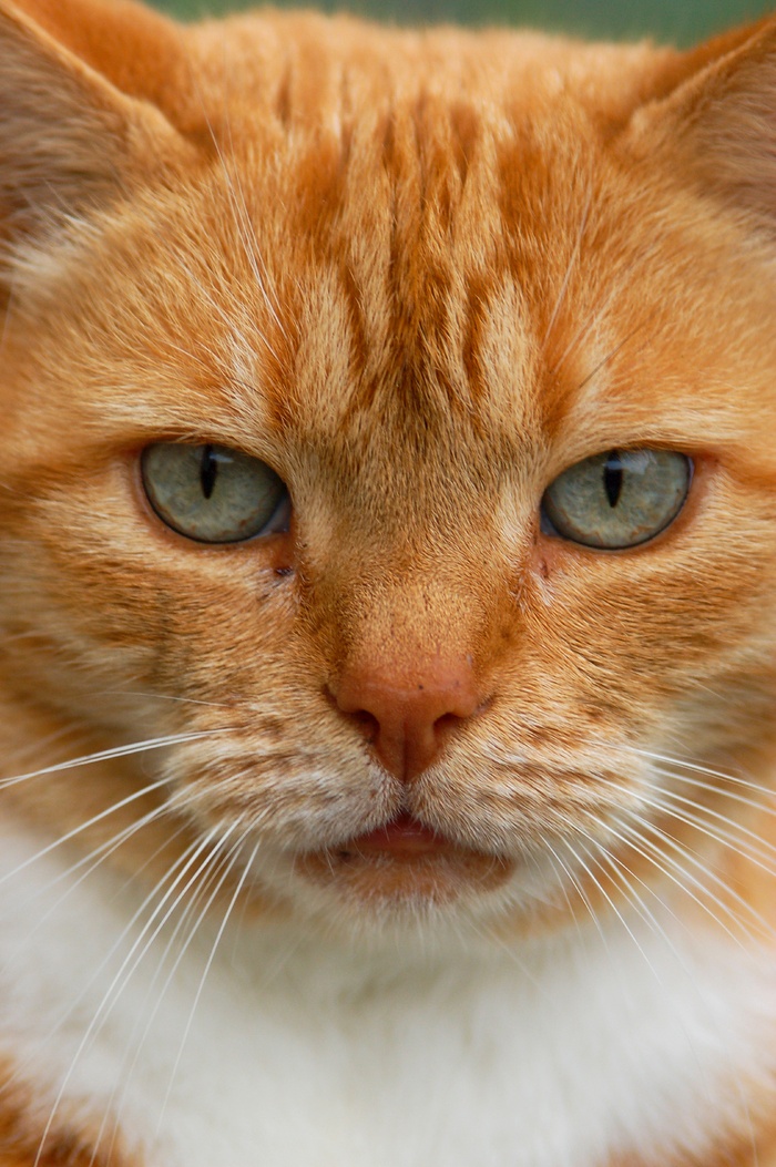可爱猫咪猫猫摄影素材