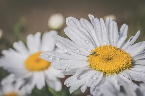 唯美小雏菊图片 唯美小雏菊图片