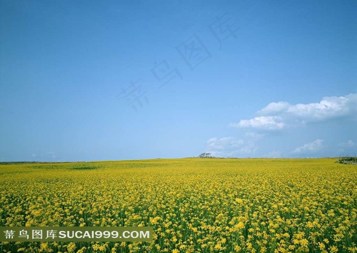 一望无际的油菜花地