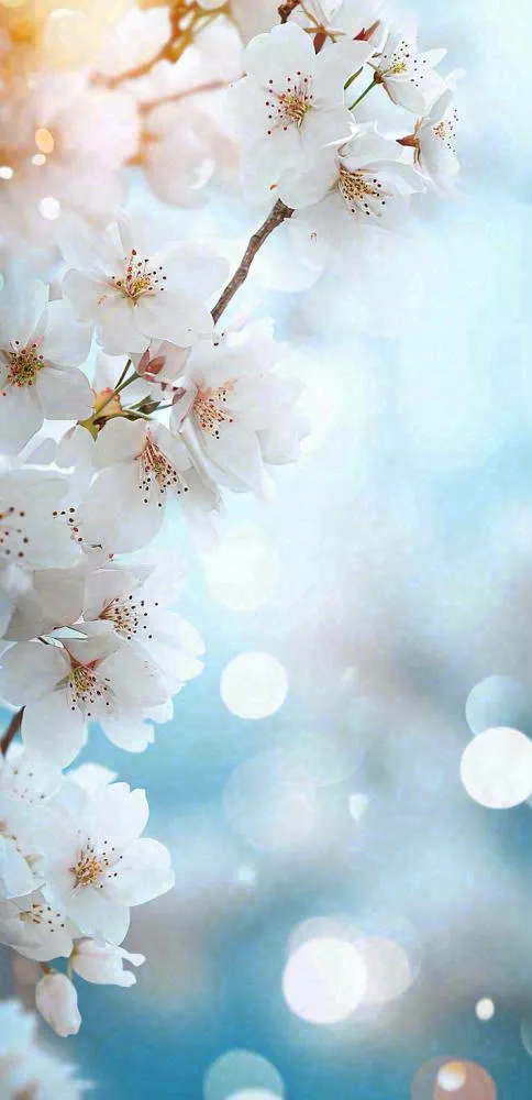 春天清新白色鲜花树枝，文艺新鲜浪漫摄影图(710x1466)