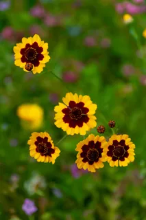 黄色金鸡菊花卉图片 黄色金鸡菊花卉图片