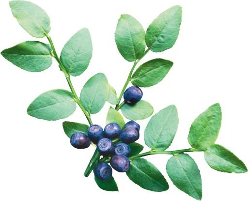 蓝莓 PNG免抠
