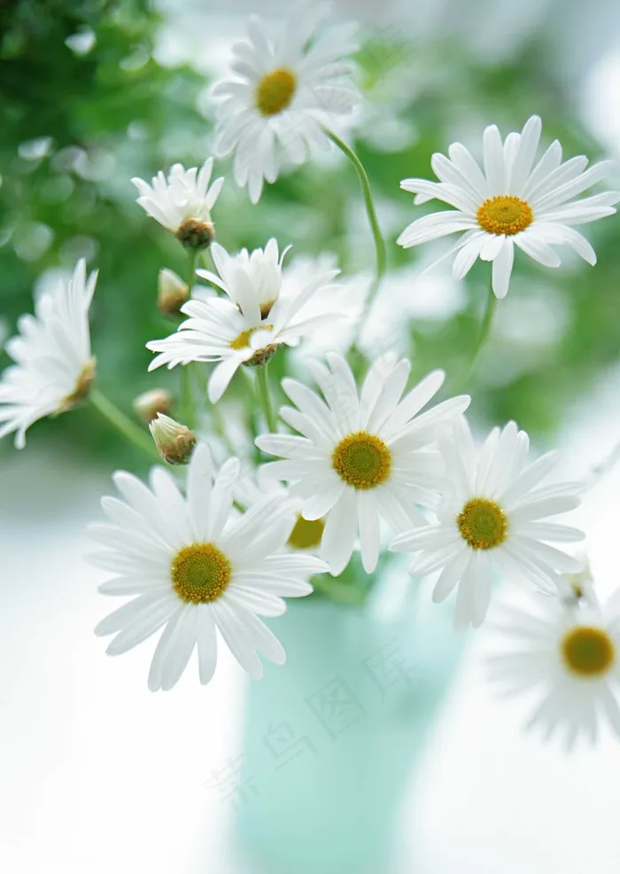 白菊花插花