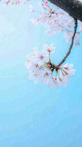 春天开满花朵的树冠仰拍蓝色天空，立春，春分摄影图