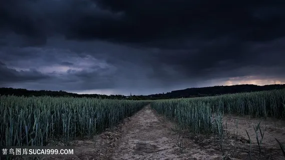 草地唯美道路风景画壁纸