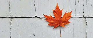 秋天红色秋叶简约特写，立秋秋分摄影图