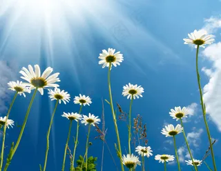 高清菊花素材图片下载