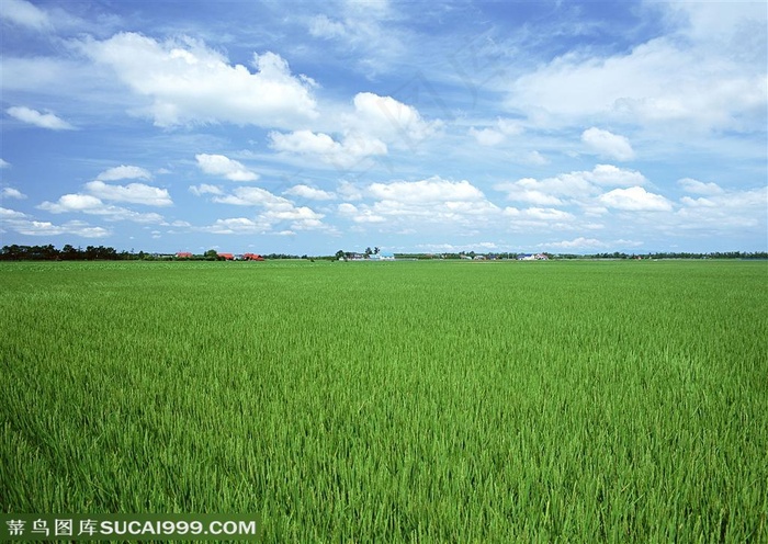 农作物-蓝天白云下开始抽穗的水稻
