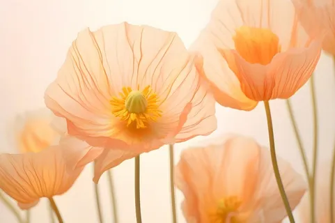 鲜花粉色唯美意境摄影