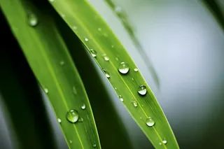 枝叶树叶绿色水滴露珠清新背景