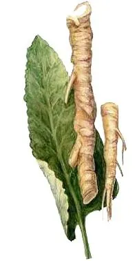 辣根 PNG免抠(199x378)